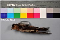 藏品(洋燕)的圖片